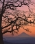 Picture of OR, COLUMBIA GORGE MT HOOD FRAMED BY OAK TREE