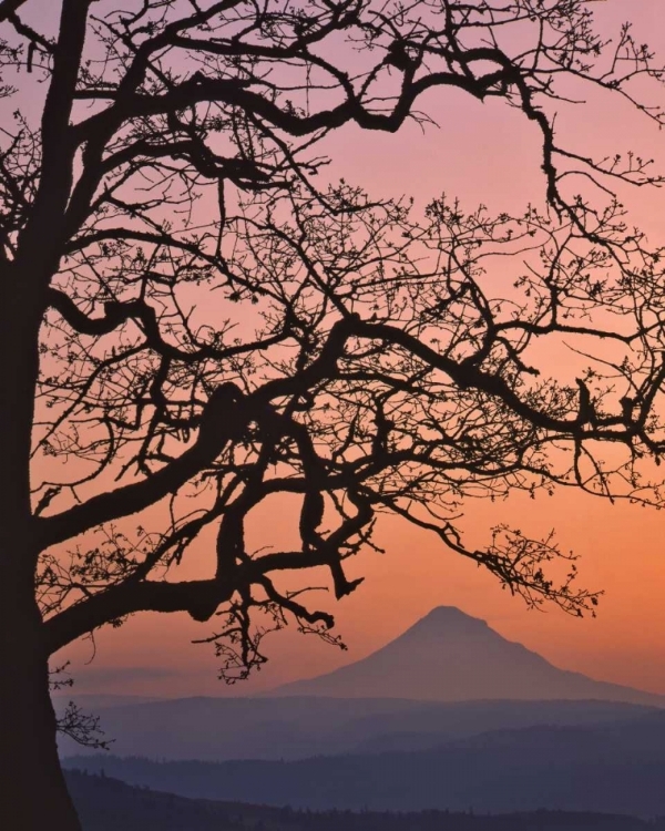 Picture of OR, COLUMBIA GORGE MT HOOD FRAMED BY OAK TREE