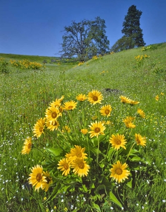 Picture of WA, BALSAMROOT, PINE AND OAK TREES ON HILLSIDE