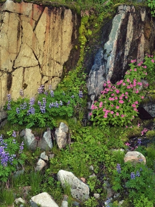 Picture of WA, MOUNT RAINIER NP LUPINE AND MONKEY FLOWER