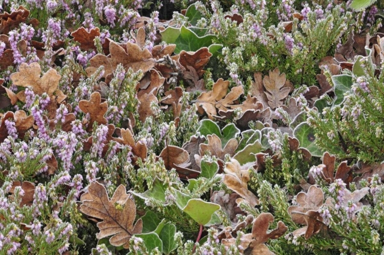 Picture of OR, PORTLAND FROST ON HEATHER SHRUB IN GARDEN