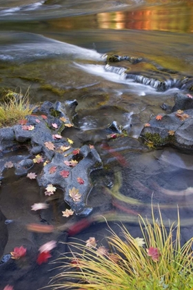 Picture of OR, ROGUE RIVER NF LEAVES AND AUTUMN REFLECTIONS