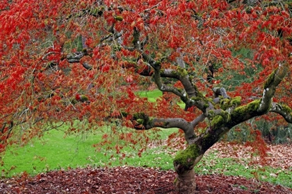 Picture of WA, SEATTLE JAPANESE MAPLE TREE IN THE ARBORETUM