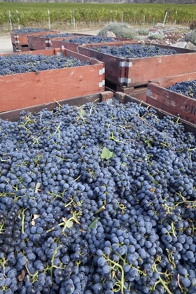 Picture of CANADA, BC, OSOYOOS FRESH PICKED PURPLE GRAPES