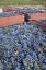 Picture of CANADA, BC, OSOYOOS FRESH PICKED PURPLE GRAPES