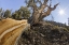 Picture of CA, INYO NF BRISTLECONE PINE TREE IN PINE FOREST