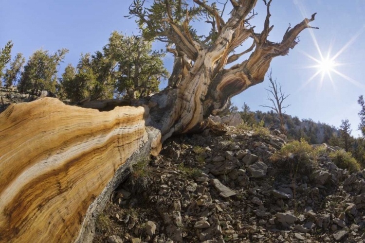 Picture of CA, INYO NF BRISTLECONE PINE TREE IN PINE FOREST