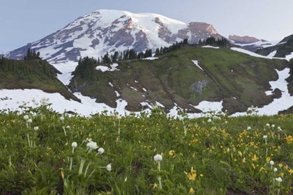 Picture of WA, MT RAINIER NP SUNRISE ON MEADOW WITH FLOWERS