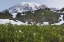 Picture of WA, MT RAINIER NP SUNRISE ON MEADOW WITH FLOWERS