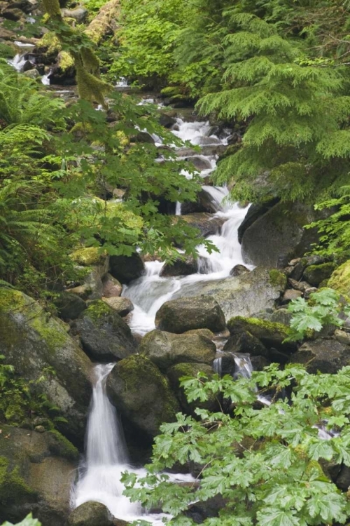 Picture of WA, N CASCADES NP LOOKOUT CREEK ON CASCADE RIVER