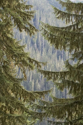 Picture of WA, MOUNTAIN HEMLOCK TREES FRAME A DISTANT FOREST