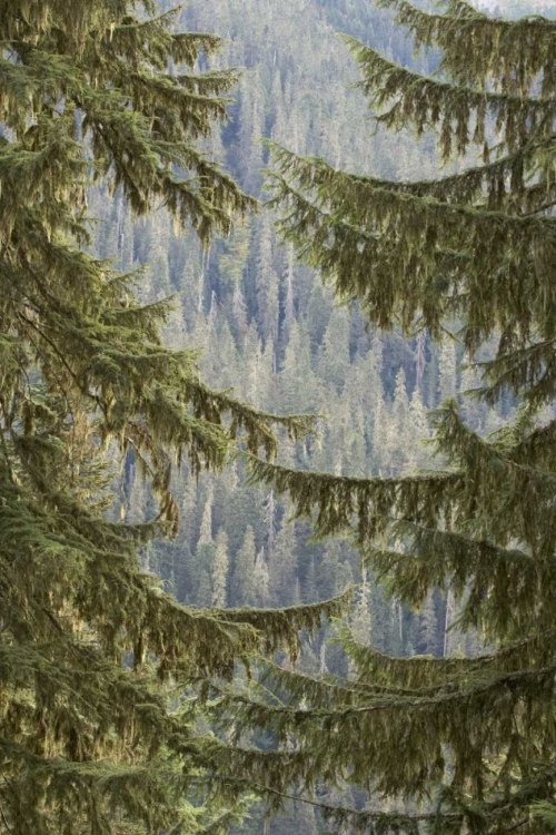 Picture of WA, MOUNTAIN HEMLOCK TREES FRAME A DISTANT FOREST