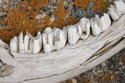 Picture of MT WEATHERED JAW BONE OF DEER AND LICHEN ON ROCK