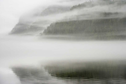 Picture of CANADA, BC, CALVERT ISLAND FOG SHROUDED FOREST