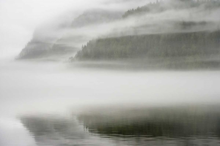 Picture of CANADA, BC, CALVERT ISLAND FOG SHROUDED FOREST