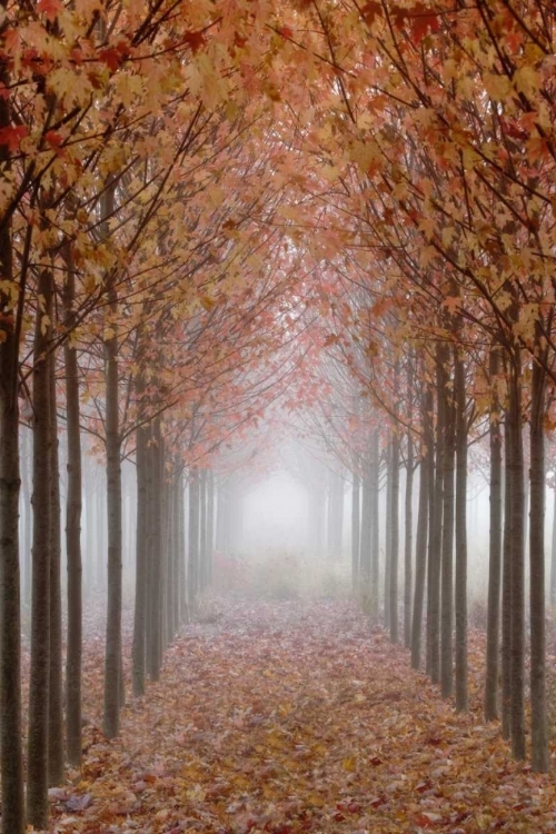 Picture of OR, WILLAMETTE VALLEY AUTUMN-COLORED MAPLE TREES