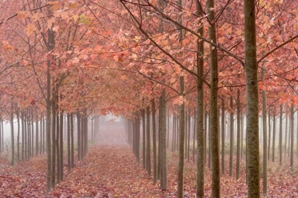 Picture of OR, WILLAMETTE VALLEY AUTUMN-COLORED MAPLE TREES