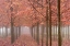 Picture of OR, WILLAMETTE VALLEY AUTUMN-COLORED MAPLE TREES