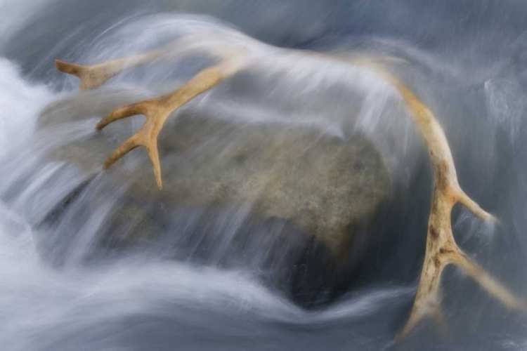 Picture of SOUTH GEORGIA ISL REINDEER ANTLER IN RIVER RAPID