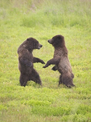 Picture of AK, TONGASS NF, TWO BROWN BEAR CUBS PLAY-FIGHTING