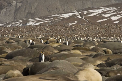 Picture of SOUTH GEORGIA ISL, KING PENGUIN AND ELEPHANT SEAL