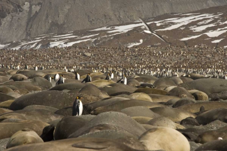 Picture of SOUTH GEORGIA ISL, KING PENGUIN AND ELEPHANT SEAL