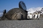 Picture of SOUTH GEORGIA ISL BULL ELEPHANT SEAL THROWS SAND