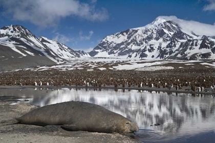 Picture of SOUTH GEORGIA ISL, ELEPHANT SEAL AND KING PENGUIN