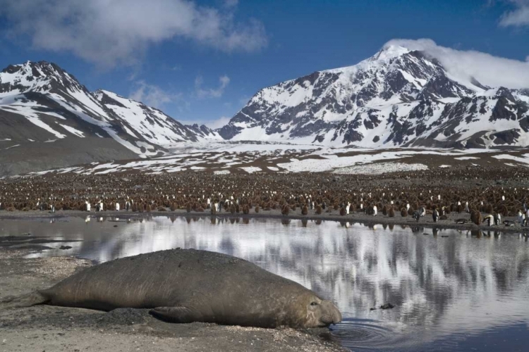 Picture of SOUTH GEORGIA ISL, ELEPHANT SEAL AND KING PENGUIN