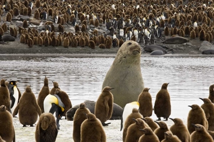 Picture of SOUTH GEORGIA ISL, ELEPHANT SEAL AND KING PENGUIN