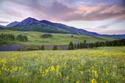 Picture of CO, CRESTED BUTTE FLOWERS AND MOUNTAIN