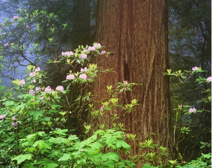Picture of CA, REDWOODS NP BLOOMING RHODODENDRONS