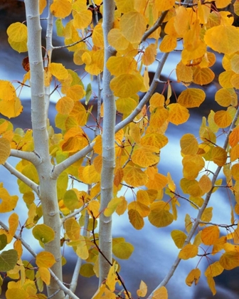 Picture of CA, BISHOP AUTUMN LEAVES ON ASPEN TREE