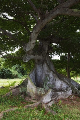 Picture of PUERTO RICO, VIEGUES ISLAND CEIBA TREE