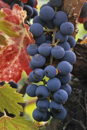 Picture of CA, DETAIL OF CABERNET SAUVIGNON GRAPES