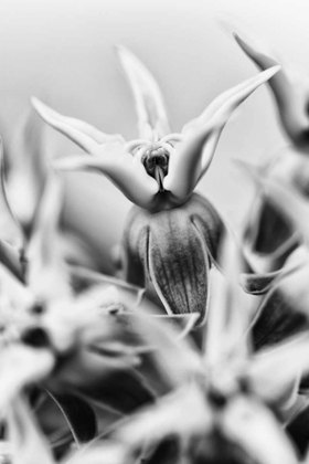 Picture of CALIFORNIA, OWENS VALLEY SHOWY MILKWEED