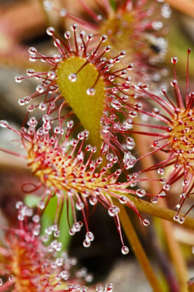 Picture of NORTH CAROLINA CARNIVOROUS SUNDEW PLANT