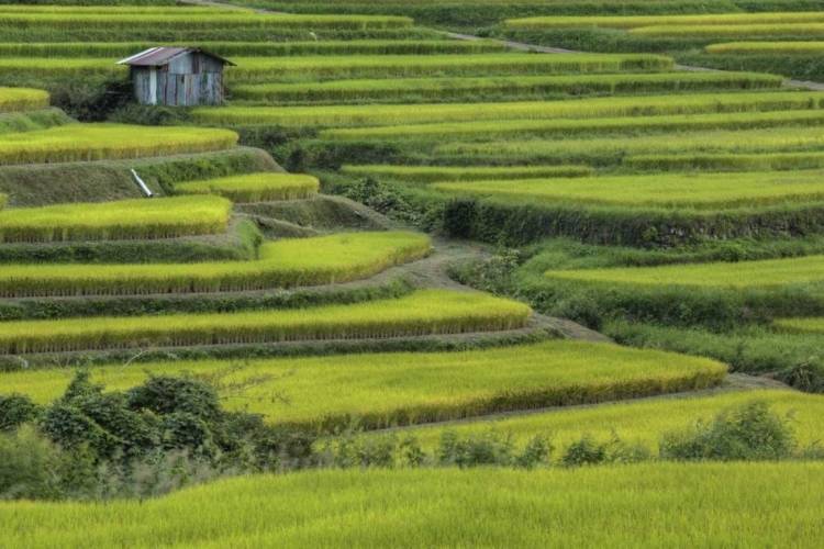 Picture of JAPAN, NARA, SONI PLATEAU RICE TERRACES