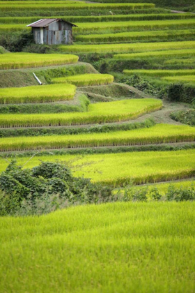 Picture of JAPAN, NARA, SONI PLATEAU RICE TERRACES