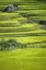 Picture of JAPAN, NARA, SONI PLATEAU RICE TERRACES