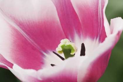 Picture of HOLLAND, LISSE, CLOSE UP OF A PINK TULIP