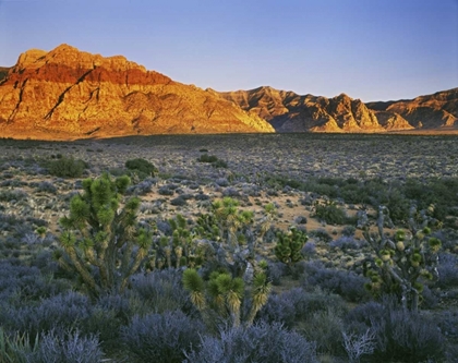 Picture of NEVADA, RED ROCK CANYON SUNSET ON HILLS