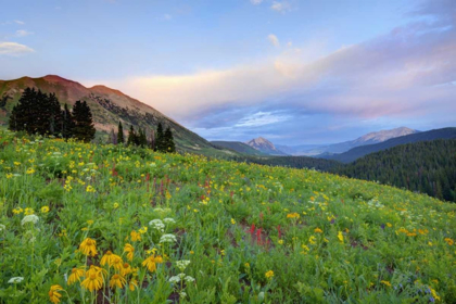 Picture of CO, CRESTED BUTTE FLOWERS AND MOUNTAINS