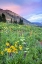 Picture of CO, CRESTED BUTTE FLOWERS AND MOUNTAINS