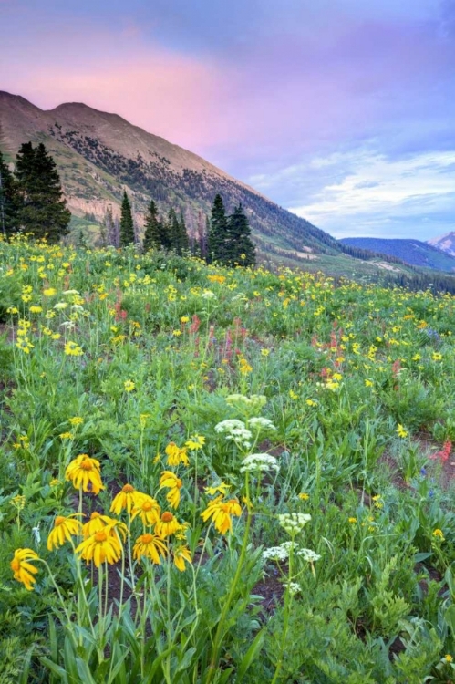 Picture of CO, CRESTED BUTTE FLOWERS AND MOUNTAINS