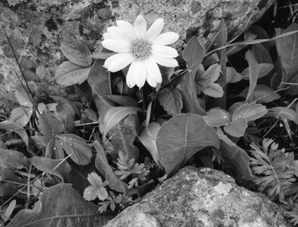 Picture of IDAHO, SAWTOOTH NRA WHITE WYETHIA BLOOM