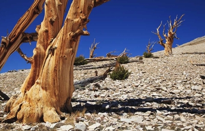 Picture of CA, WHITE MTS ANCIENT BRISTLECONE PINES