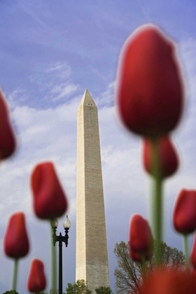 Picture of WASHINGTON DC, THE WASHINGTON MONUMENT