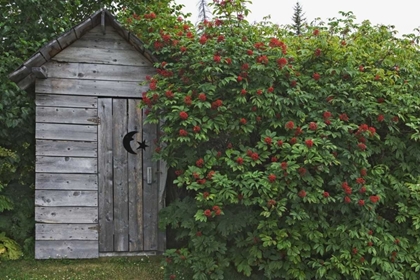 Picture of AK, HOMER AN OUTHOUSE WITH ELDERBERRIES
