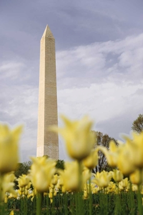 Picture of WASHINGTON DC, THE WASHINGTON MONUMENT